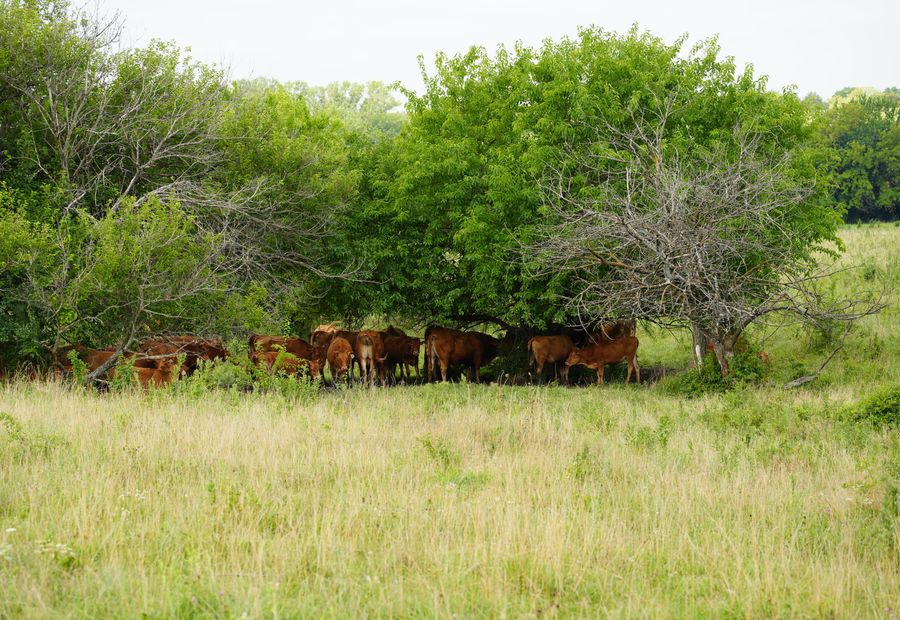Reclaimed cattle pasture with a cleared fence line ready for a fence crew